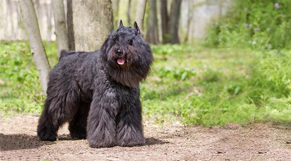 Cão adulto da raça Bouvier des Flandres em pé em uma área verde, com corpo grande e quadrado, pelagem preta áspera, barba abundante e expressão atenta.