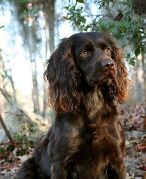 Cão adulto da raça Boykin Spaniel sentado em uma área arborizada, com pelagem chocolate ondulada, orelhas longas e expressão atenta.