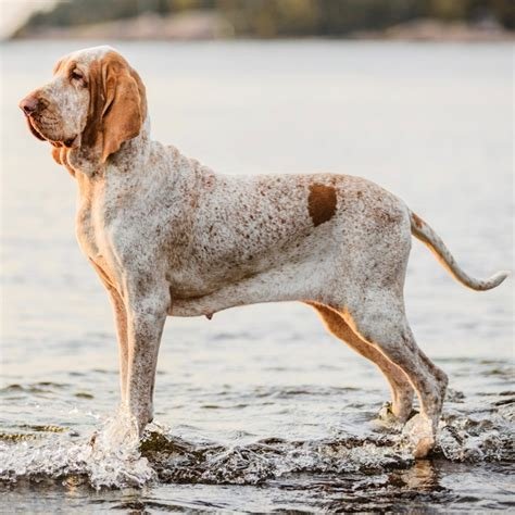 Cão adulto da raça Bracco Italiano em pé junto à água, com corpo grande e musculoso, pelagem branca ruão com manchas castanhas, orelhas longas e expressão atenta.