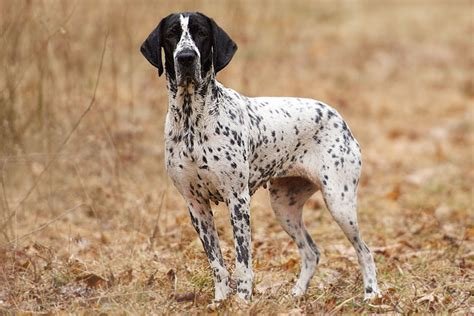 Cão adulto da raça Braque d’Auvergne em pé em um campo, com cabeça preta, orelhas longas e pelagem branca intensamente salpicada de preto, produzindo aparência azulada.