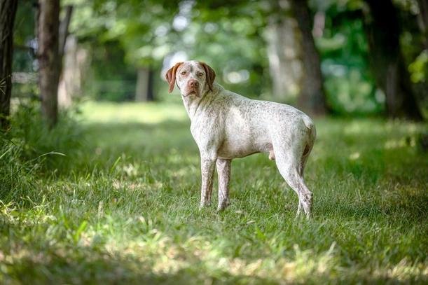 Cão adulto da raça Braque du Bourbonnais em pé sobre a grama, com corpo compacto, pelagem branca finamente salpicada de castanho, orelhas pendentes e expressão atenta.