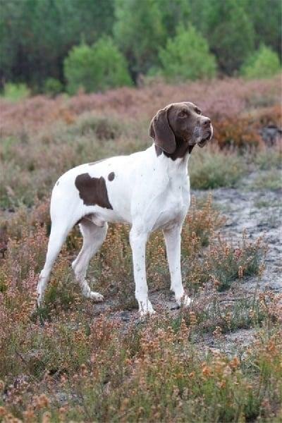 Cão adulto da raça Braque Français tipo Gascogne em pé em uma área de vegetação, com corpo grande e atlético, cabeça castanha, orelhas pendentes e pelagem branca com manchas castanhas.
