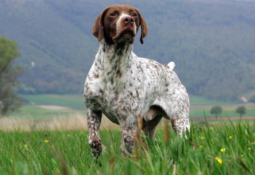 Cão adulto da raça Braque Français tipo Pyrénées em pé em um campo, com corpo médio e atlético, cabeça castanha, orelhas pendentes e pelagem branca salpicada de castanho.