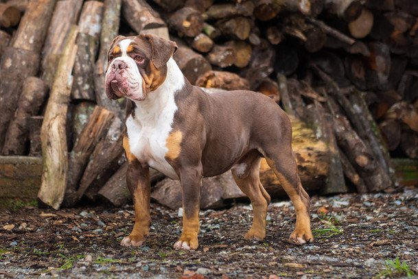 Buldogue Campeiro adulto musculoso de pelagem curta em ambiente rural brasileiro