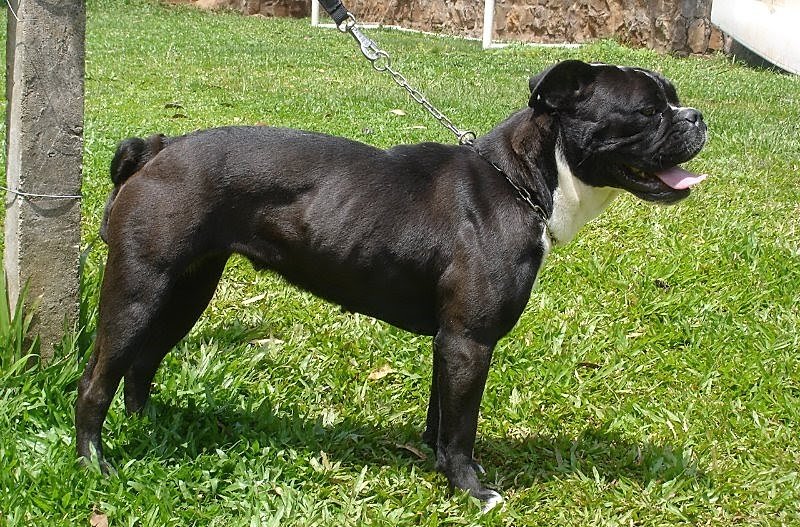 Buldogue Serrano adulto musculoso de pelagem curta em pé sobre gramado, mostrando sua estrutura atlética e robusta
