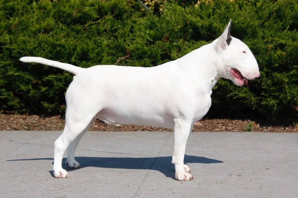 Cão adulto da raça Bull Terrier em pé de perfil, com corpo branco, musculoso e compacto, cabeça oval curvada, olhos triangulares e orelhas pequenas e eretas.