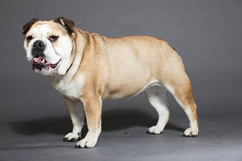 Cão adulto da raça Bulldog em pé, com corpo baixo e musculoso, pelagem fulva e branca, cabeça larga, focinho curto, rugas moderadas e narinas abertas.