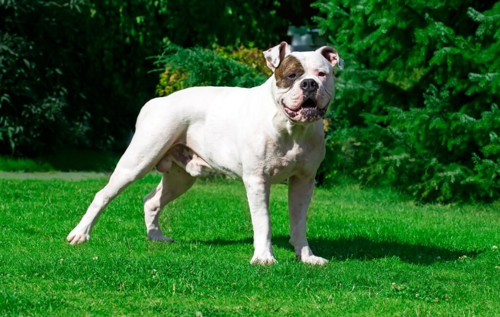 Bulldog Americano adulto branco com manchas marrons mostrando estrutura musculosa e atlética em ambiente externo