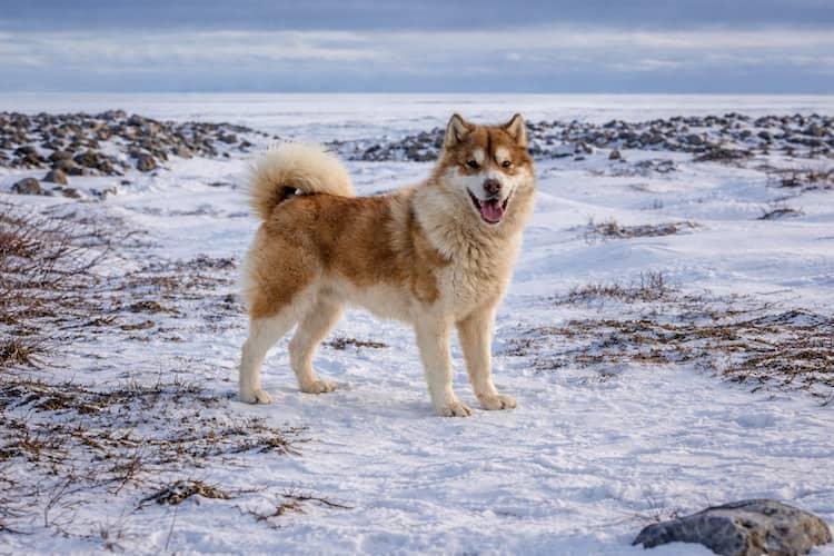 Canadian Eskimo Dog adulto de pelagem dupla espessa sobre paisagem nevada do Ártico canadense