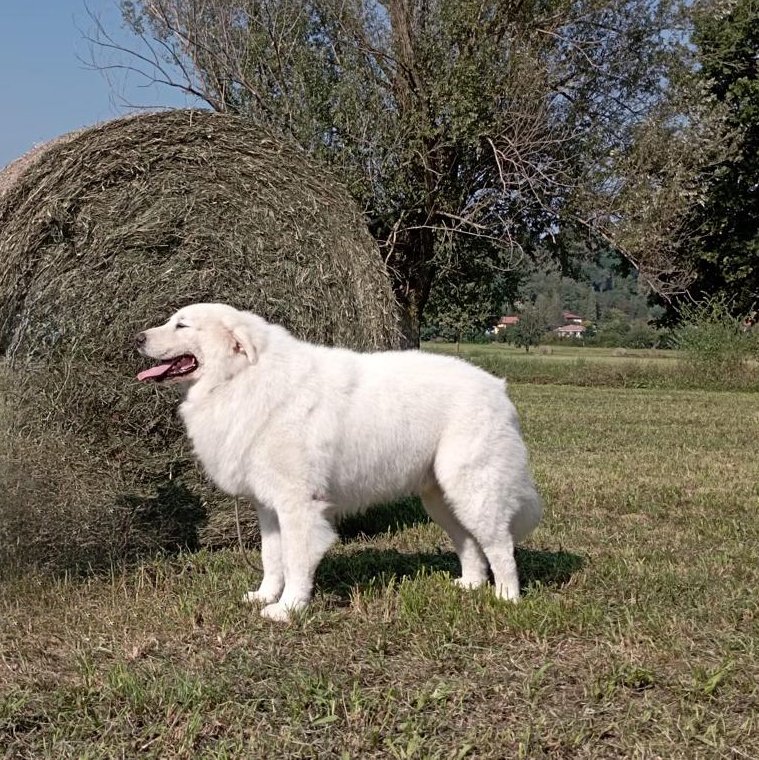 Cane da Pastore Abruzzese Maremmano adulto branco em ambiente rural italiano junto a um rebanho