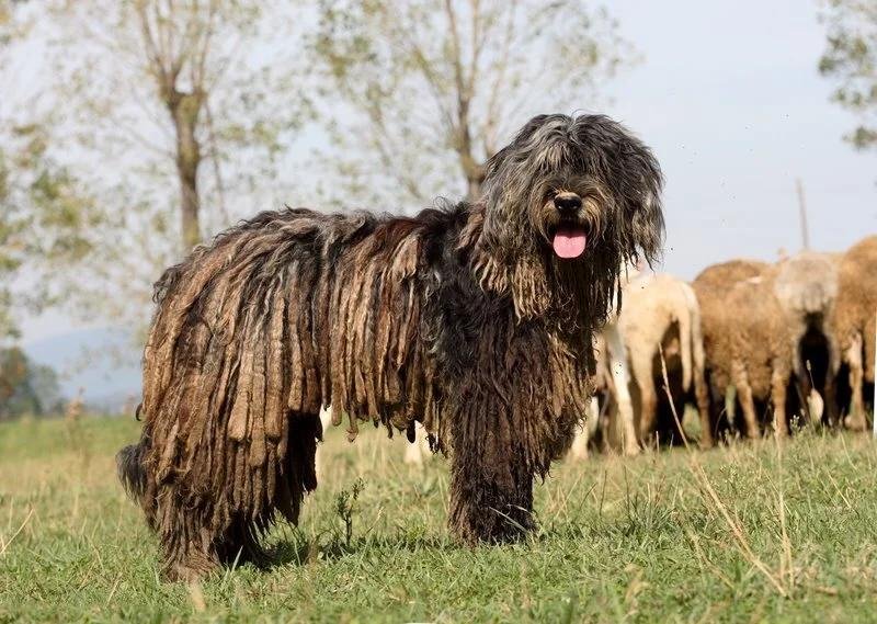Cão adulto da raça Pastor-Bergamasco em pé diante de um rebanho, com corpo forte e pelagem cinza muito longa formada por mantos achatados de aspecto feltrado.