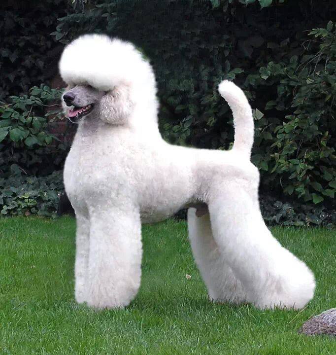 Caniche branco adulto de pelagem encaracolada mostrando a conformação elegante e atlética característica da raça