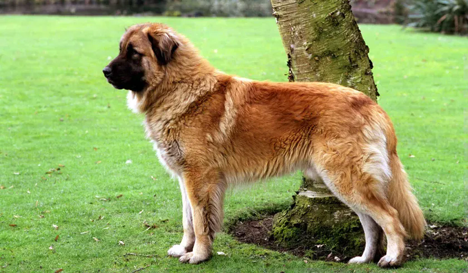 Cão da Serra da Estrela adulto de pelagem fulva e máscara escura em ambiente montanhoso