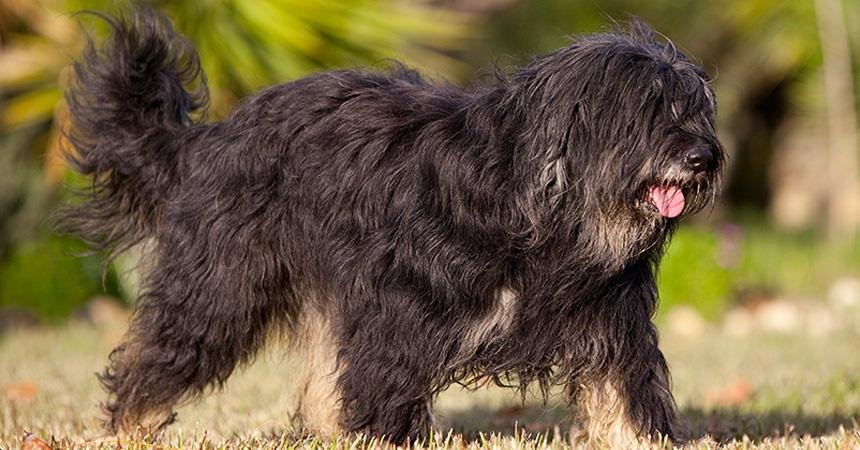 Cão da Serra de Aires adulto de pelagem longa e escura em ambiente rural, mostrando barba, bigode e sobrancelhas típicos da raça