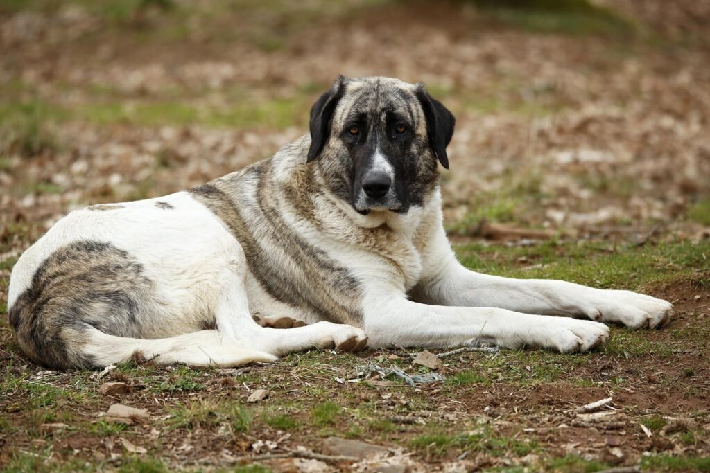 Cão de Gado Transmontano adulto de grande porte junto a um rebanho em ambiente rural montanhoso de Portugal