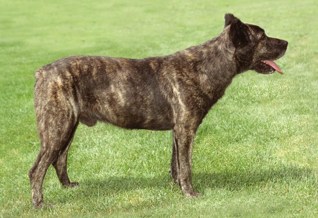 Cão Fila de São Miguel adulto de pelagem tigrada mostrando estrutura musculosa e atlética característica da raça