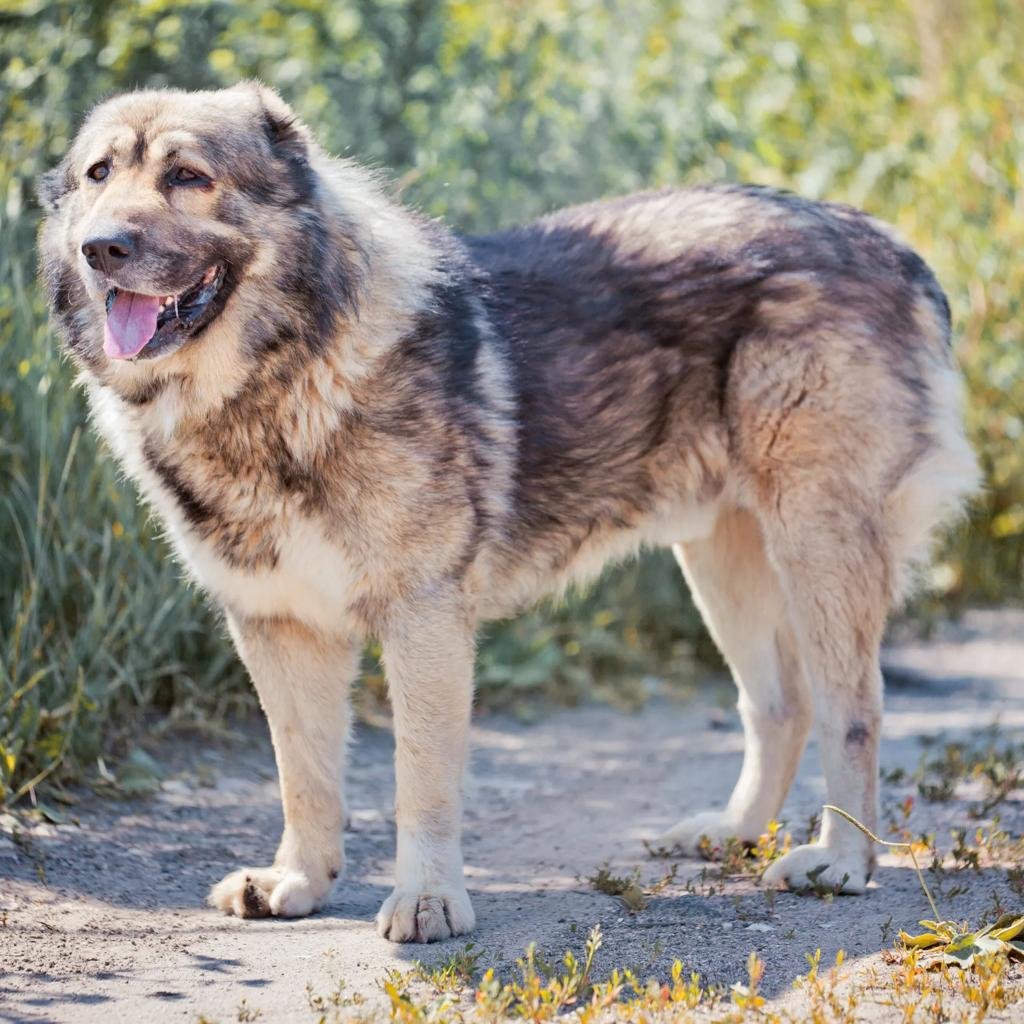 Cão adulto da raça Caucasian Shepherd Dog em pé em uma paisagem montanhosa, com corpo gigante, pelagem dupla cinza e creme, cabeça larga e expressão vigilante.