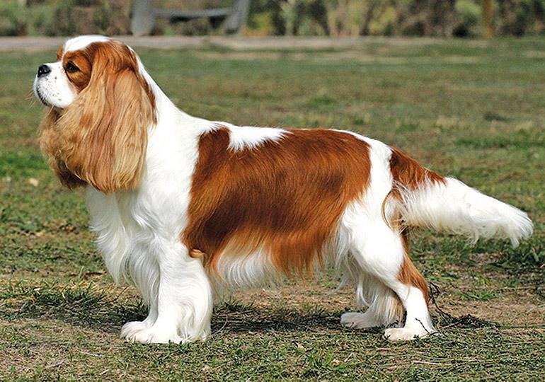 Cão adulto da raça Cavalier King Charles Spaniel Blenheim em pé sobre a grama, com pelagem branca e castanha, orelhas longas e expressão doce.
