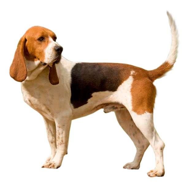 Chien d'Artois adulto tricolor mostrando corpo musculoso, cabeça fulva e longas orelhas pendentes típicas da raça