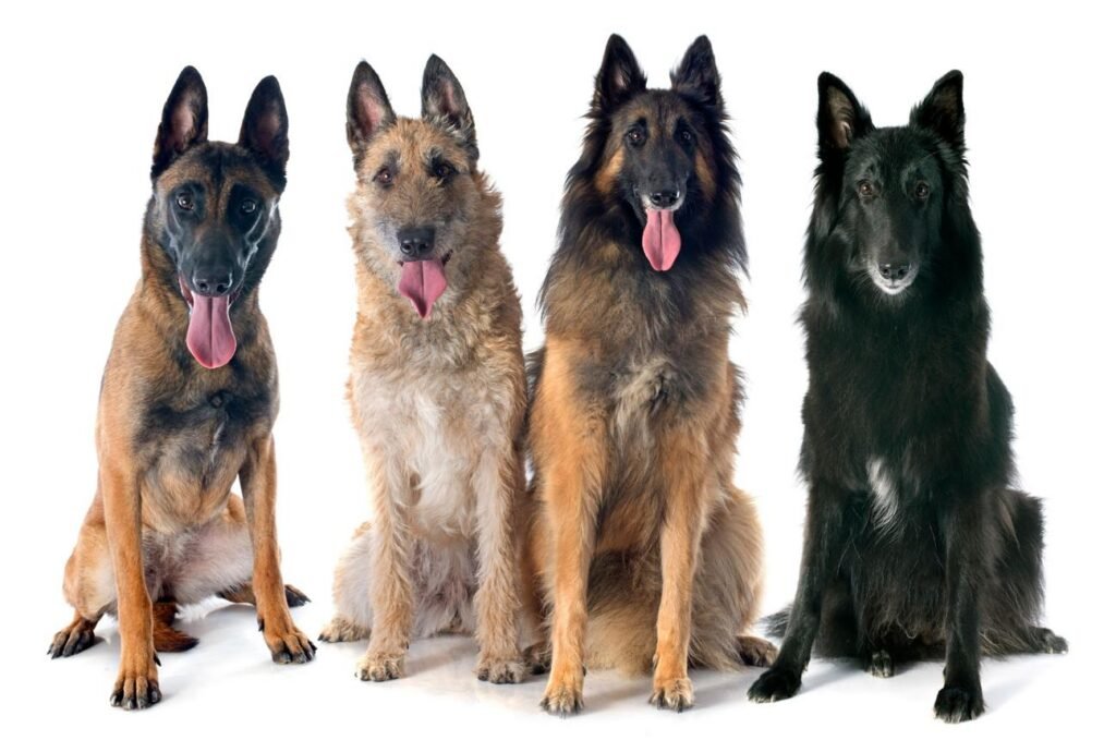 Quatro variedades do Pastor Belga reunidas, mostrando o Malinois de pelo curto, o Laekenois de pelo áspero, o Tervueren sombreado de pelo longo e o Groenendael preto.