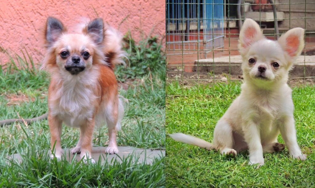 Chihuahua adulto de cabeça em formato de maçã, grandes orelhas eretas e corpo compacto mostrando as características típicas da raça