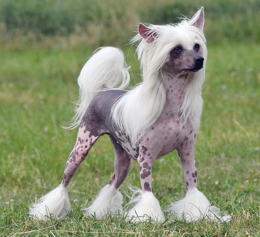 Chinese Crested Dog Hairless adulto mostrando pele nua, crista longa sobre a cabeça, pelos nas patas e pluma na cauda