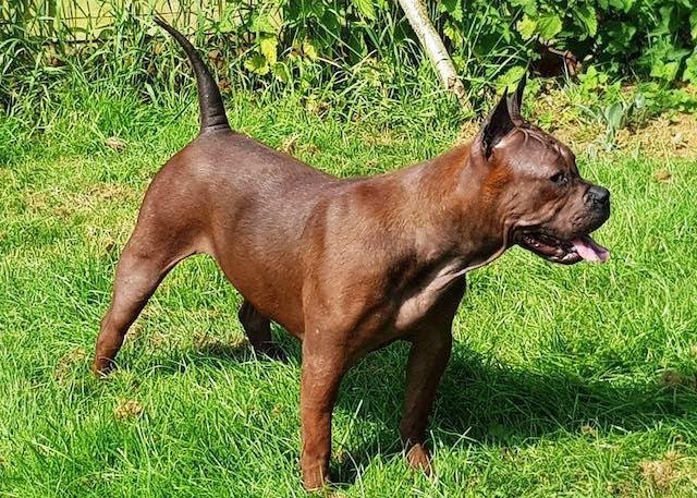 Chuandong Hound adulto vermelho, musculoso, de orelhas triangulares eretas, pelagem extremamente curta e cauda alta