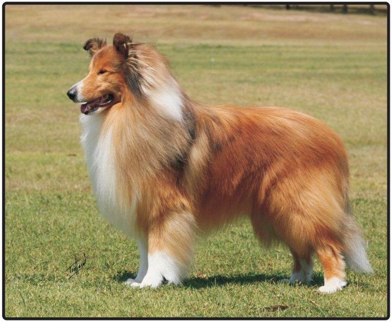 Collie Rough adulto sable e branco, com pelagem longa abundante, focinho refinado e pequenas orelhas semieretas em ambiente aberto
