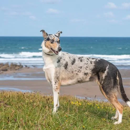 Collie Smooth adulto de pelo curto, cabeça longa em cunha, orelhas semieretas e corpo atlético mostrando a estrutura típica da raça