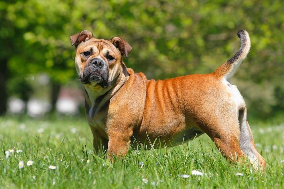 Continental Bulldog adulto fulvo, de corpo atlético e musculoso, focinho moderado, narinas abertas e aparência típica do Bulldog suíço