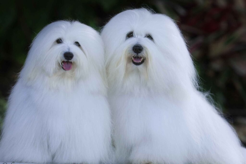 Coton de Tulear adulto branco com pelagem longa de textura semelhante ao algodão, olhos escuros e expressão alegre