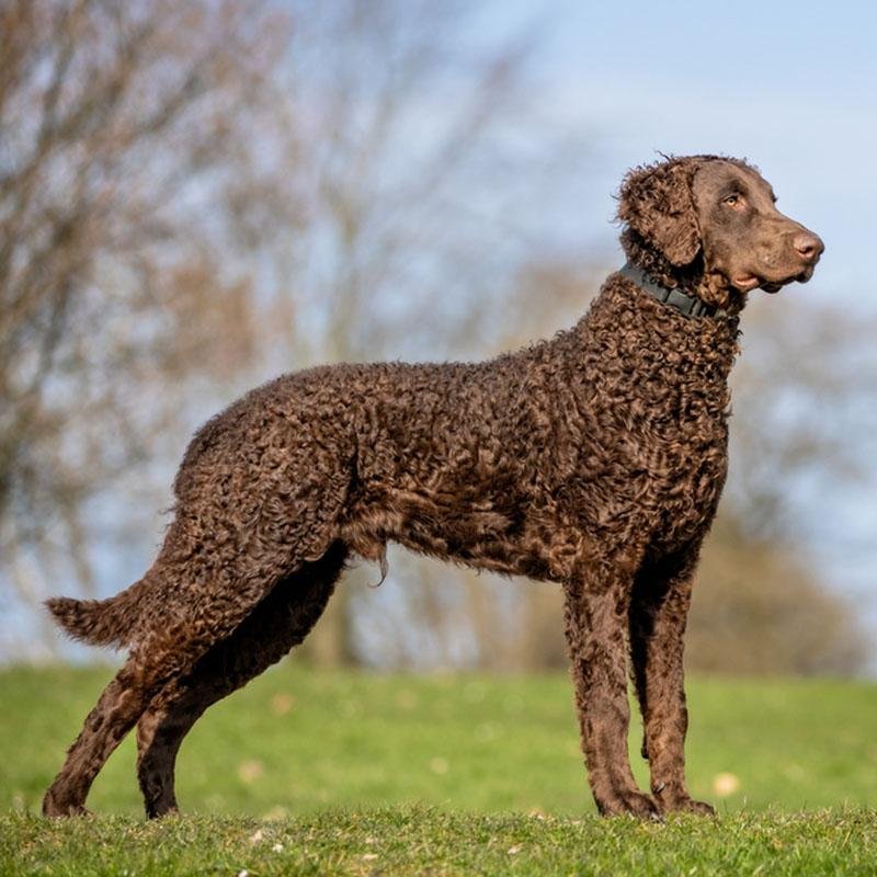 Curly Coated Retriever adulto preto com pequenos cachos fechados, corpo alto e atlético, cabeça em cunha e expressão alerta