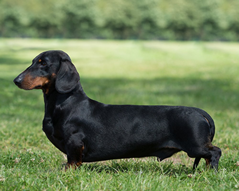 Dachshund adulto de corpo longo e pernas curtas mostrando a silhueta funcional típica da raça alemã