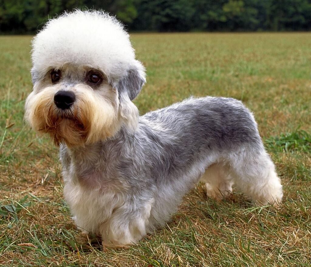 Dandie Dinmont Terrier adulto de corpo longo e pernas curtas, pelagem pepper, grande topete sedoso claro e olhos escuros expressivos