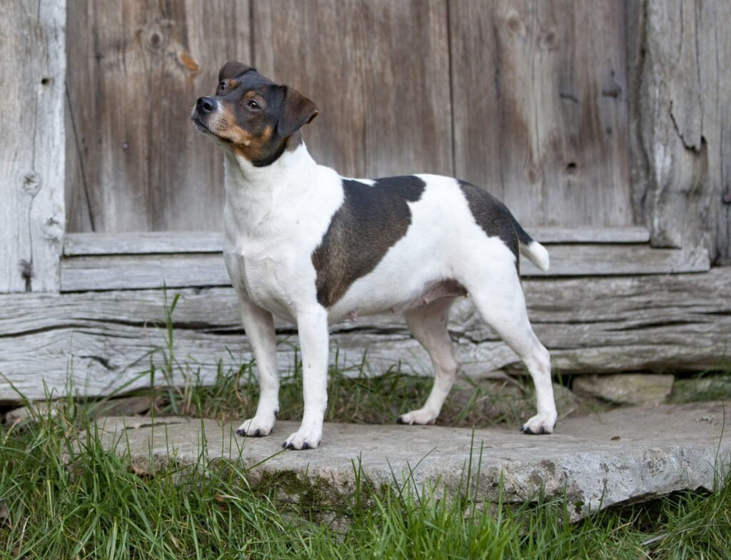 Dansk-Svensk Gårdshund adulto branco com manchas pretas e castanhas, corpo compacto e atlético e expressão atenta em ambiente rural