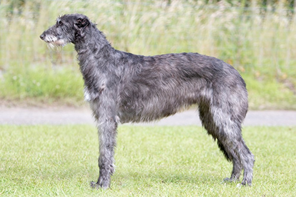Deerhound adulto cinza de pelo áspero, corpo alto e atlético, cabeça longa e estrutura típica de lebréu escocês