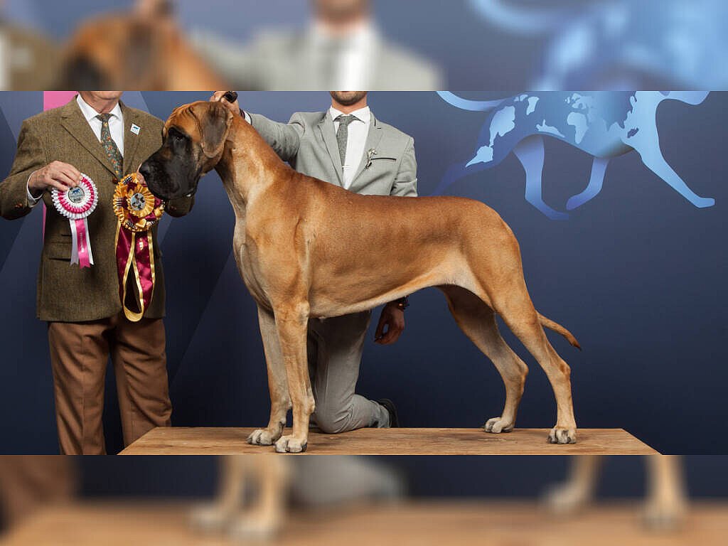 Deutsche Dogge adulta de grande porte em posição lateral, mostrando corpo quase quadrado, pernas altas, peito profundo e cabeça longa característica do Dogue Alemão