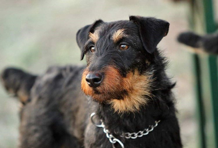 Deutscher Jagdterrier adulto preto com marcações castanhas, corpo compacto e musculoso, expressão alerta e pelagem áspera típica em ambiente de caça