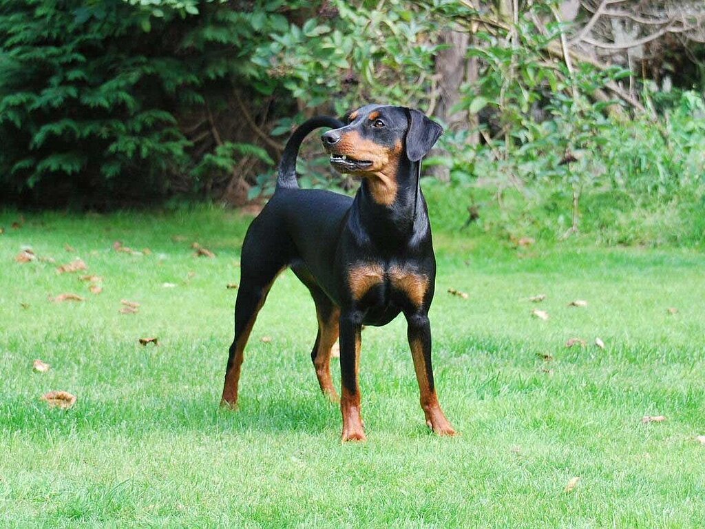 Deutscher Pinscher adulto preto e castanho em pé sobre gramado, mostrando corpo quadrado e musculoso, pelagem curta brilhante e expressão atenta