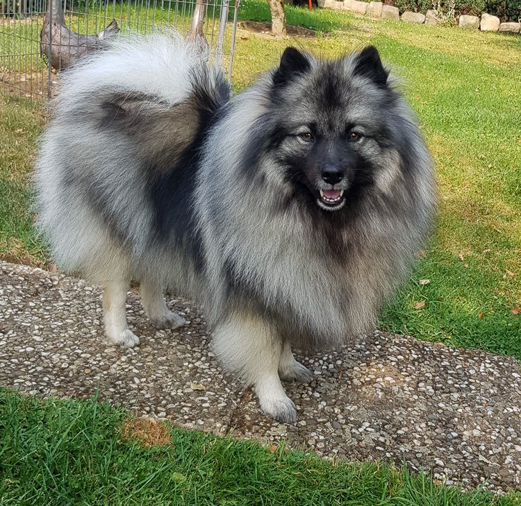 Diferentes variedades de Deutscher Spitz mostrando Wolfspitz, Großspitz, Kleinspitz e Zwergspitz com pelagem dupla volumosa, orelhas eretas e cauda sobre o dorso