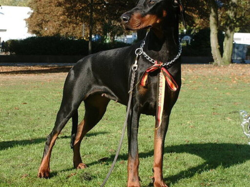 Dobermann adulto preto com marcações vermelho-ferrugem, orelhas e cauda naturais, corpo musculoso quase quadrado e expressão atenta em ambiente externo