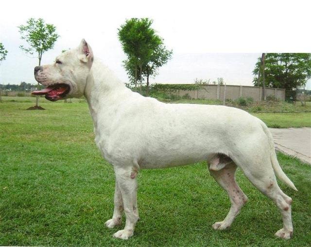 Dogo Argentino adulto branco em posição lateral, mostrando corpo atlético e musculoso, cabeça forte, pelagem curta e expressão alerta