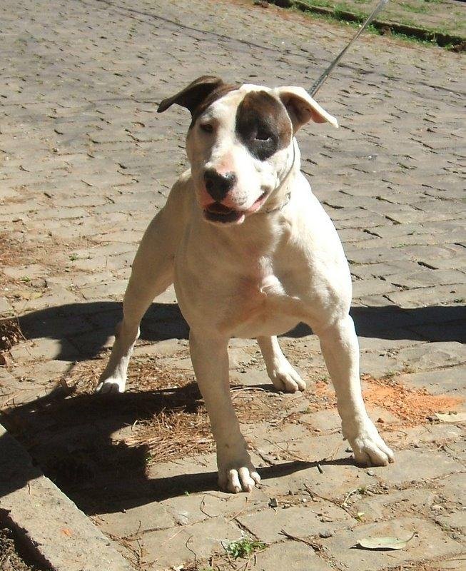 Dogue Brasileiro adulto de corpo musculoso e atlético, pelagem curta, peito largo e expressão atenta em ambiente externo
