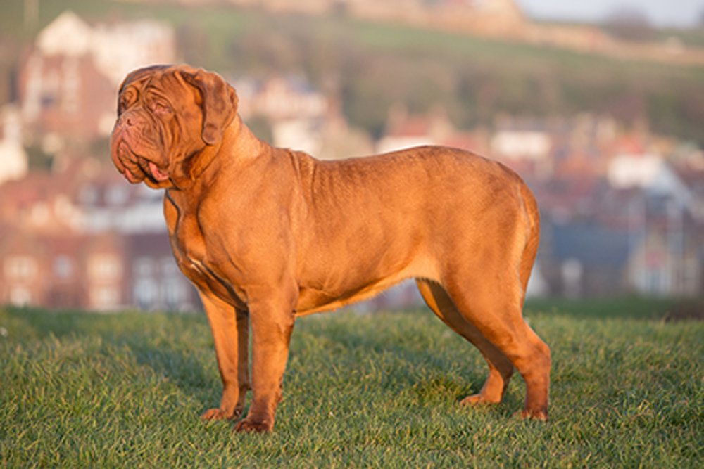 Dogue de Bordeaux adulto fulvo em posição lateral, mostrando cabeça muito larga e enrugada, peito profundo, corpo musculoso e pelagem curta