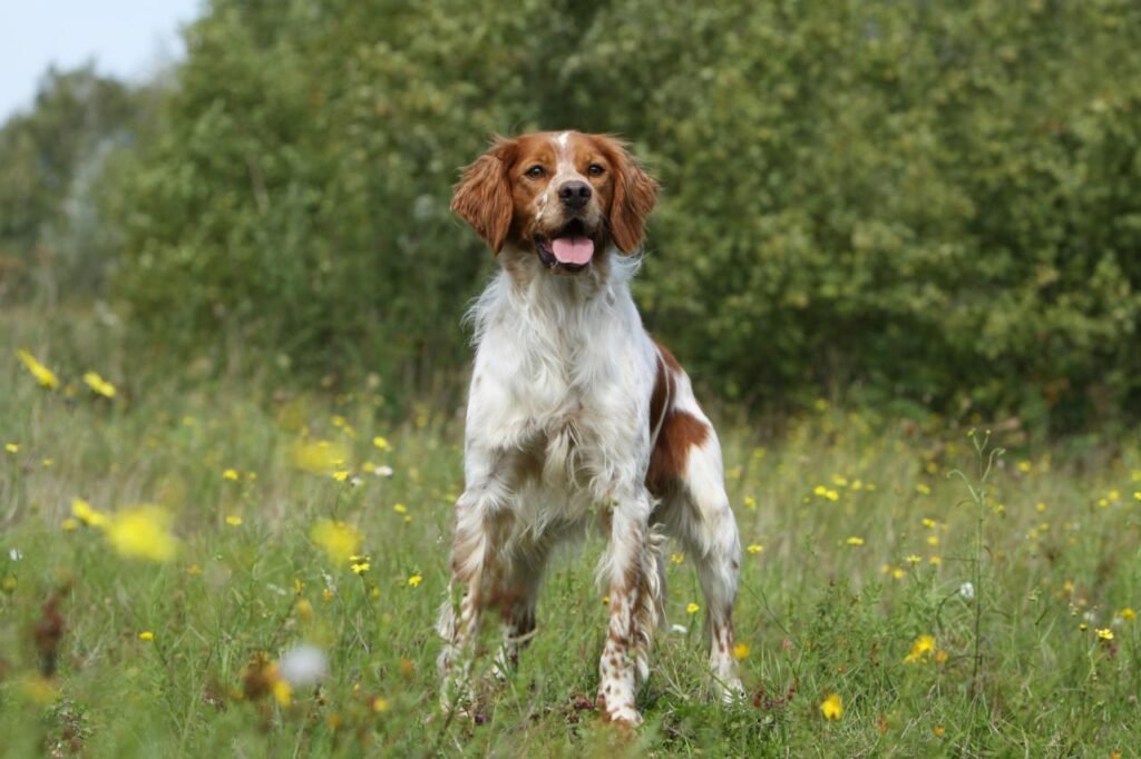 Cão adulto da raça Brittany Spaniel em pé em um campo, com corpo compacto e atlético, pelagem branca e laranja, orelhas pendentes e expressão atenta.