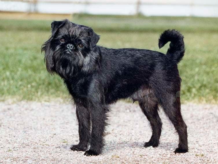 Cão adulto da raça Griffon Belga em pé, com corpo pequeno e quadrado, pelagem áspera preta, barba abundante, olhos escuros e expressão atenta.