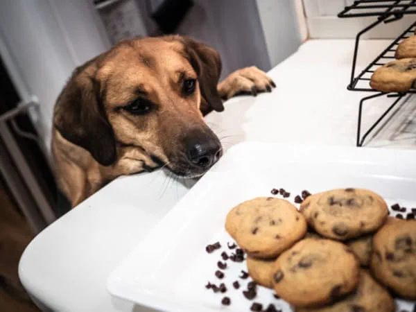 Chocolate e cães: por que algo tão comum pode matar