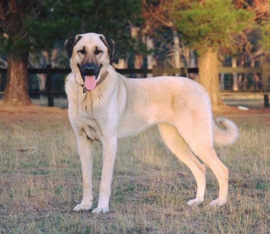 Kangal Çoban Köpegi adulto de pelagem fulva com máscara preta, corpo grande e musculoso, orelhas pendentes e cauda enrolada, em ambiente rural com rebanho de ovelhas.