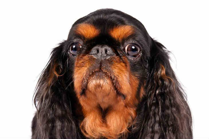 King Charles Spaniel adulto de pequeno porte, cabeça abaulada, focinho curto, olhos escuros e grandes e orelhas longas com pelagem sedosa e franjada.