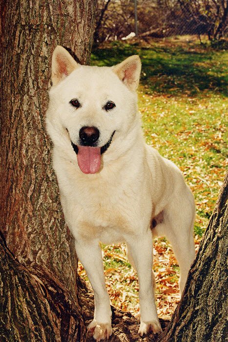 Kishu Ken adulto branco em ambiente natural, com corpo médio e musculoso, orelhas triangulares eretas, olhos escuros e cauda enrolada sobre o dorso.